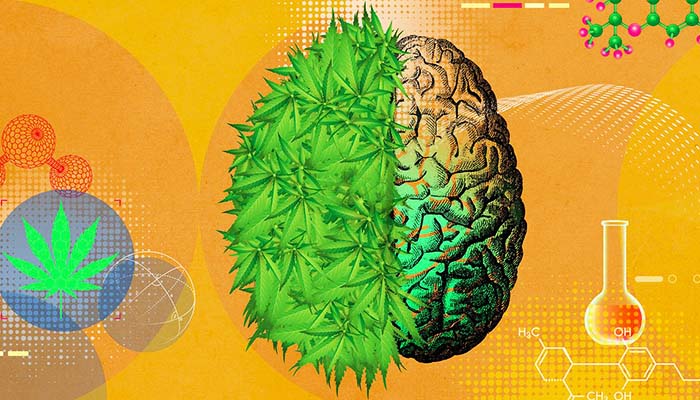 using marijuana affects the brain